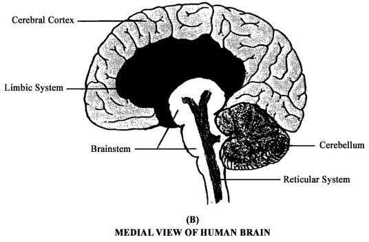 Diagram of Human Brain